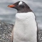 Penguin_u_s