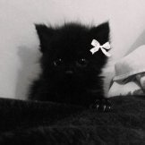 MARZEVIC_KP